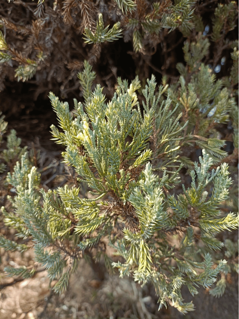 圆柏Juniperus chinensis Roxb