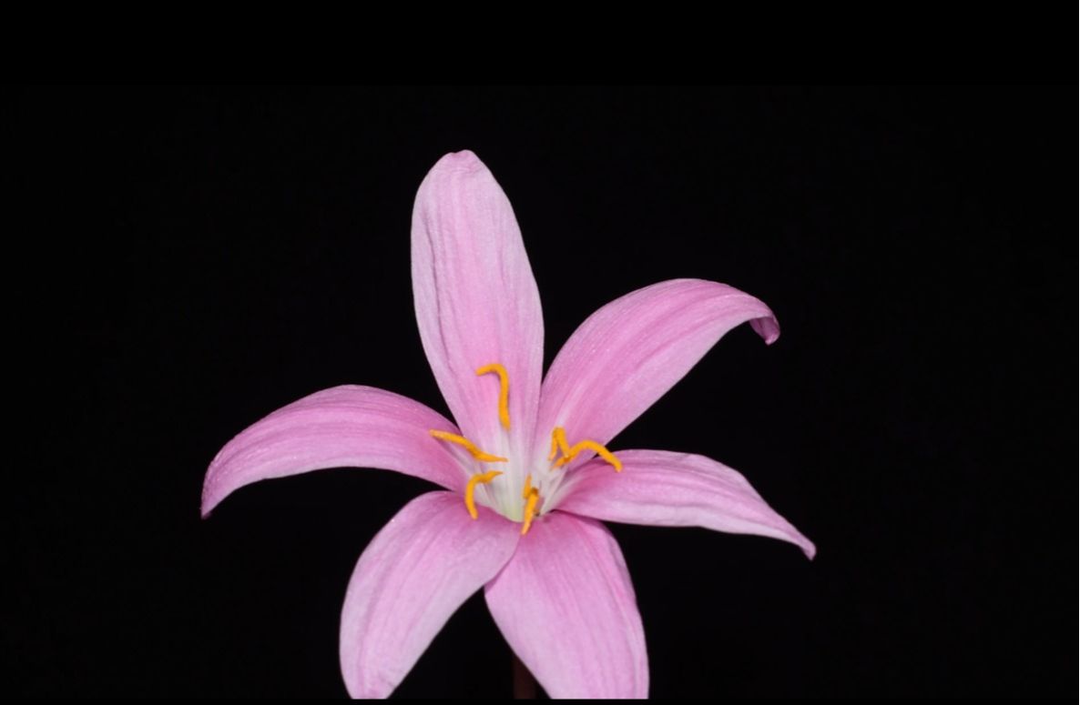 韭莲Zephyranthes carinata Herb.