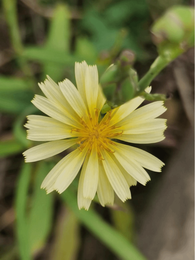 翅果菊Lactuca indica L