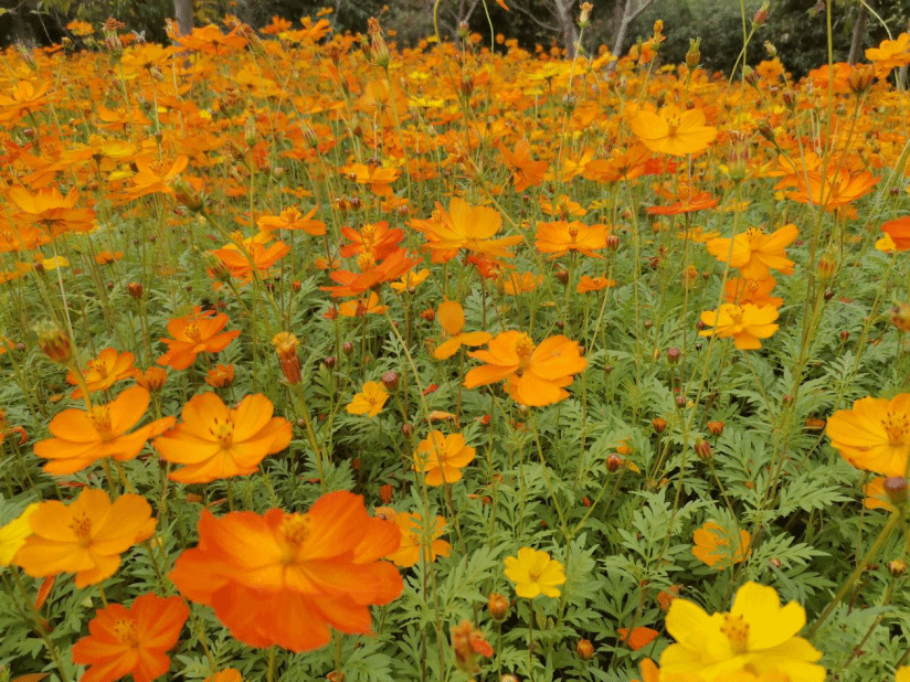 黄秋英Cosmos sulphureus Cav