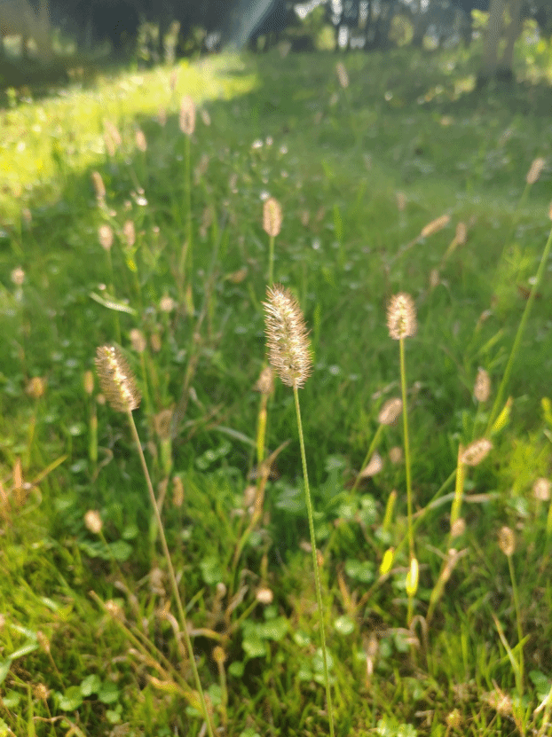 狗尾草Setaria viridis (L.) P. Beauv.