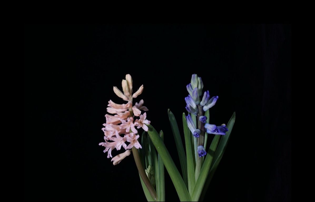 风信子Hyacinthus orientalis L. Sp. Pl.