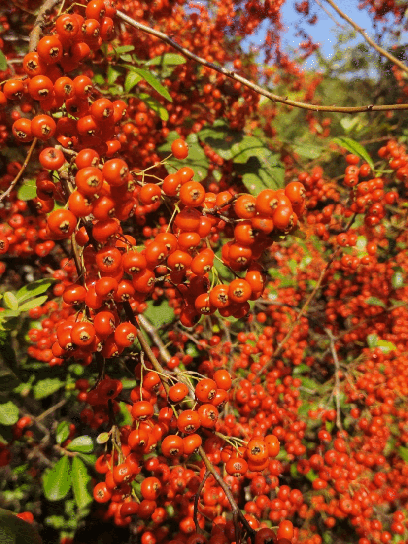 火棘Pyracantha fortuneana (Maxim.) H. L. Li