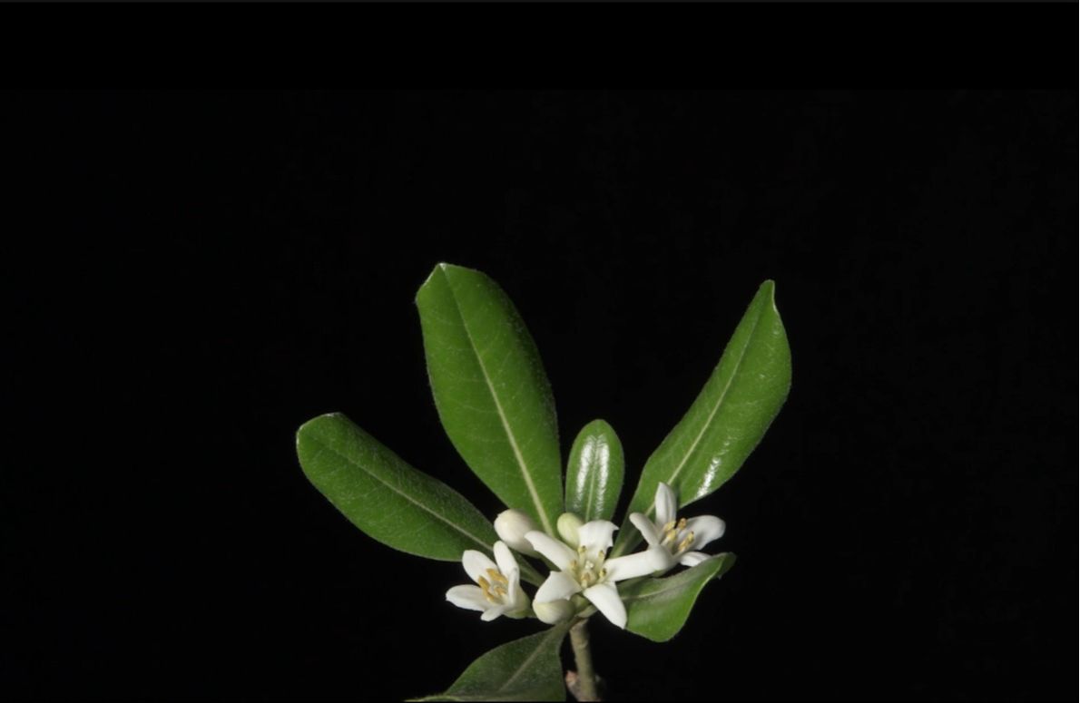 海桐Pittosporum tobira (Thunb.) W. T. Aiton