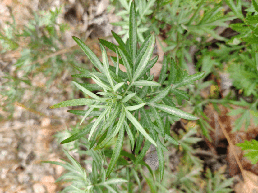 蒙古蒿Artemisia mongolica (Fisch. ex Besser) Nakai