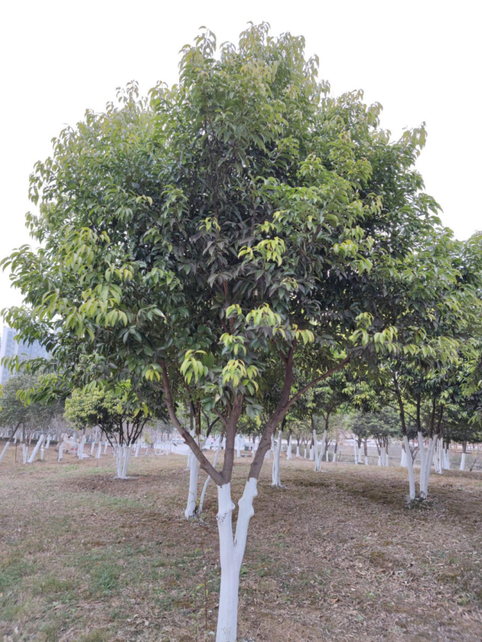 阴香Cinnamomum burmanni (Nees & T. Nees) Blume