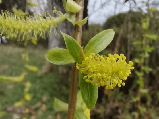 垂柳Salix babylonica L.