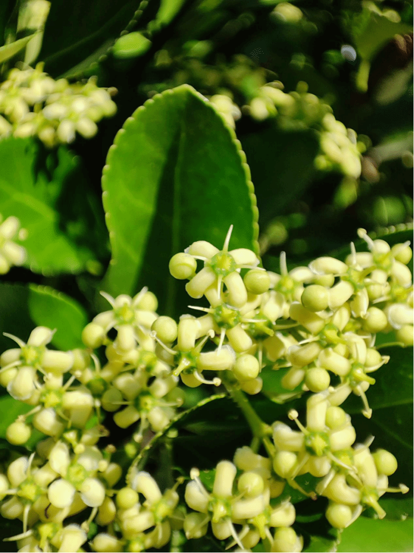 冬青卫矛Euonymus japonicus Thunb.
