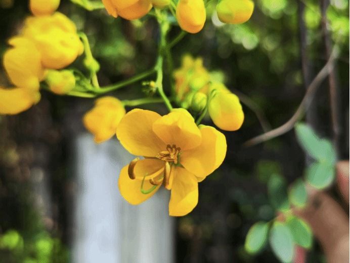 双荚决明 Senna bicapsularis (L.) Roxb.