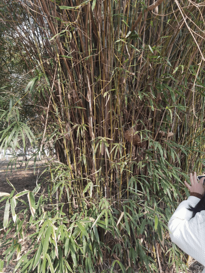 早园竹Phyllostachys propinqua McClure