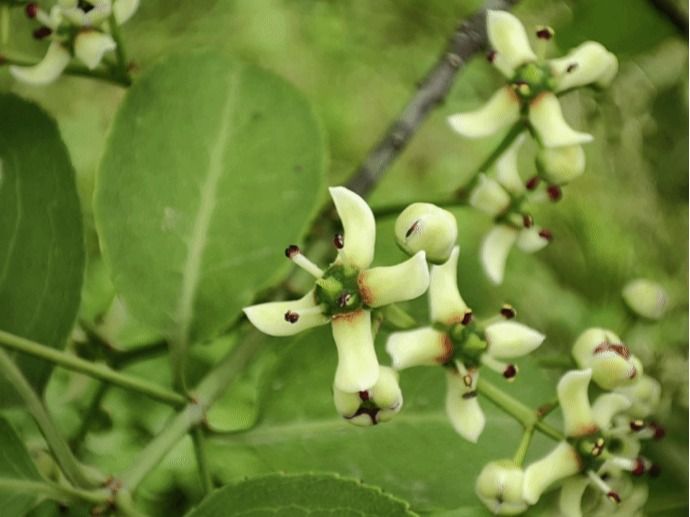 白杜 Euonymus maackii Rupr.