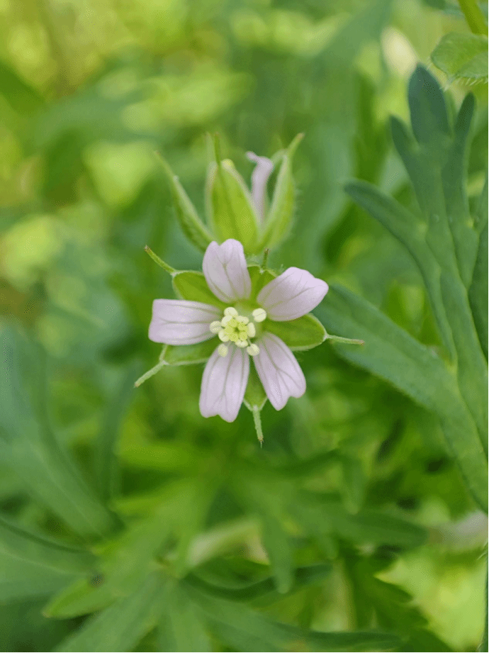 老鹳草 Geranium wilfordii Maxim.