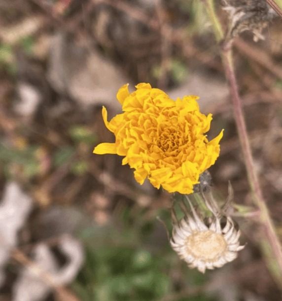 万寿菊Tagetes erecta L