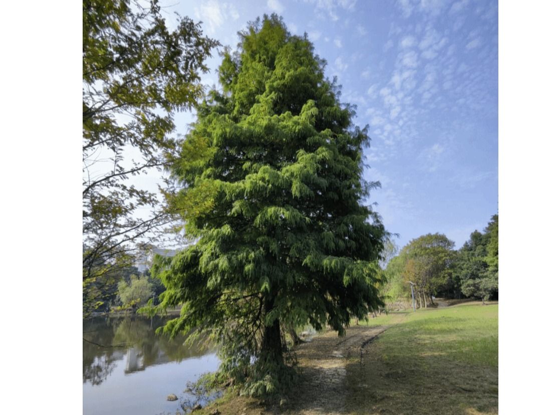 落羽杉Taxodium distichum (L.) Rich