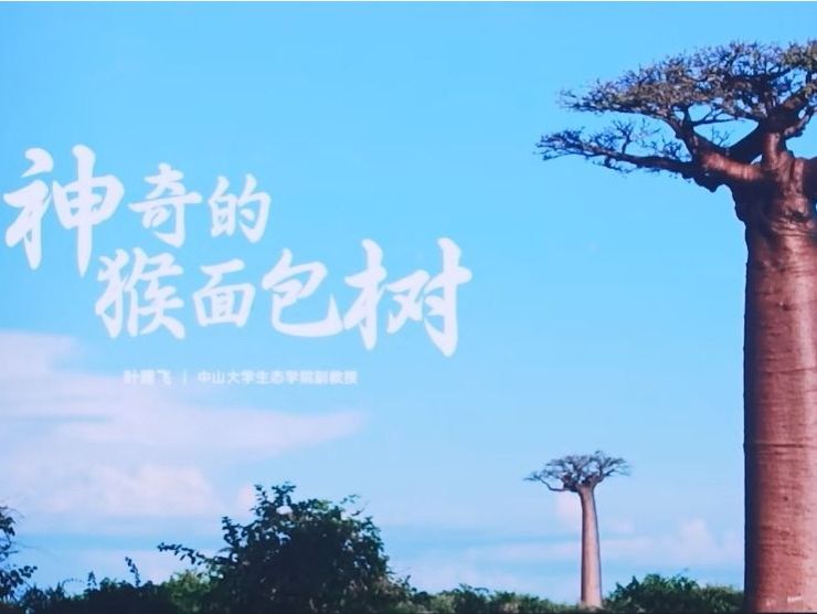 学术讲座：格致论道-猴面包树