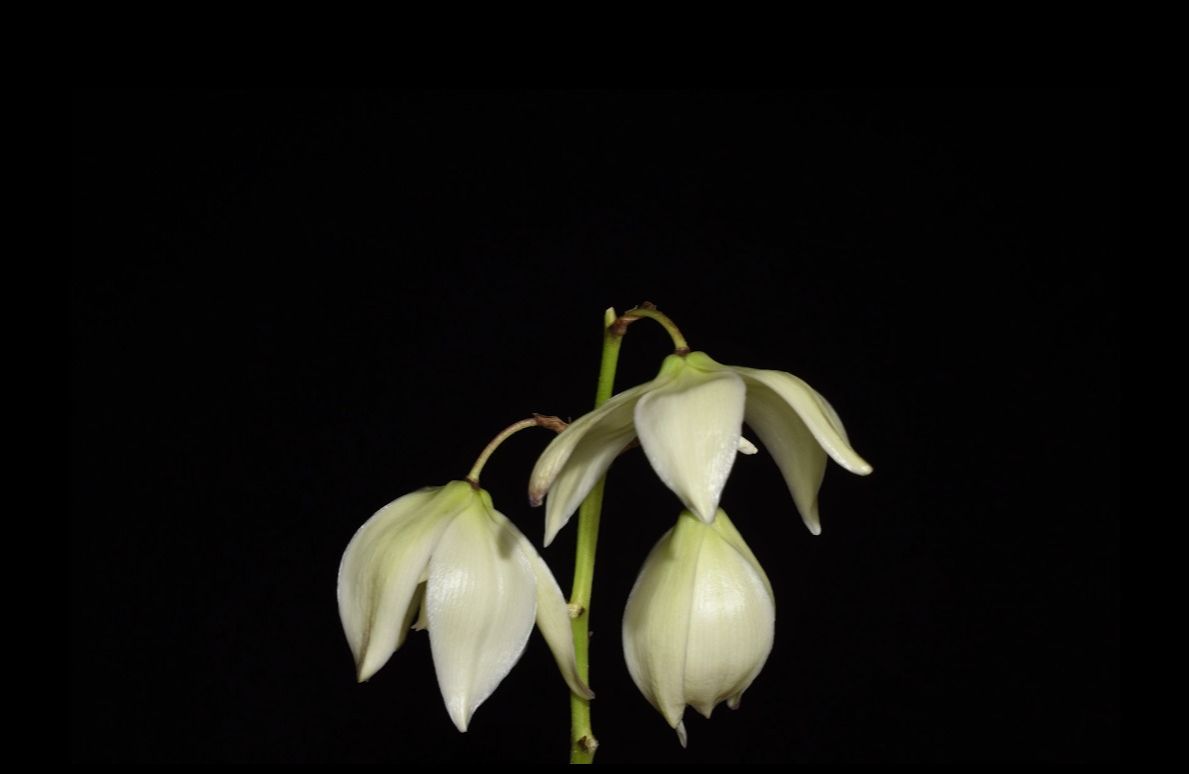 丝兰Yucca flaccida Haw.