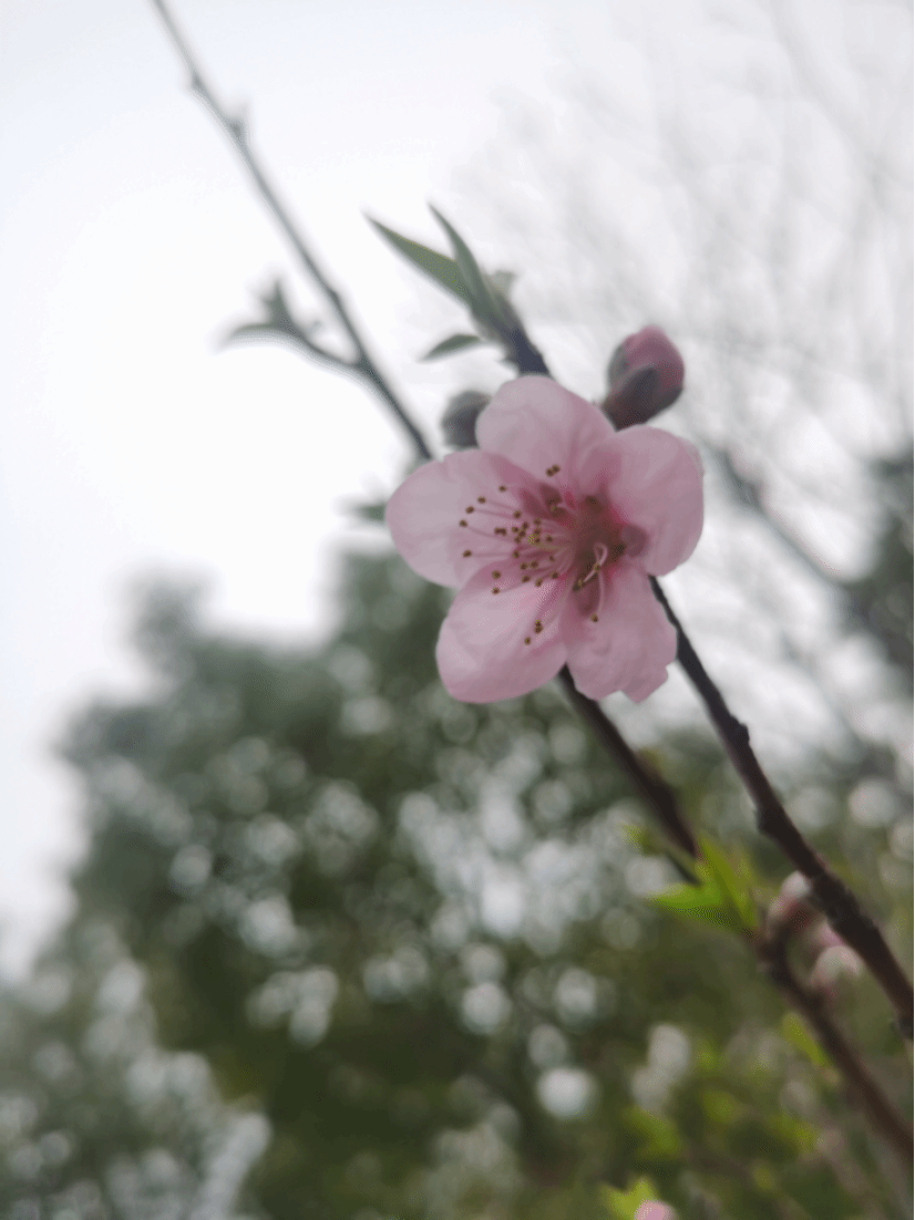 桃Prunus persica (L.) Batsch