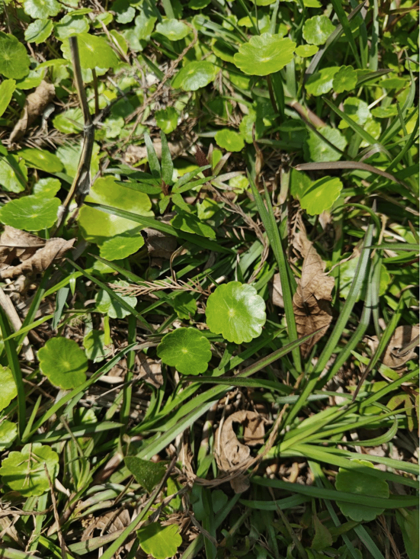天胡荽(tiān hú suī）Hydrocotyle sibthorpioides Lam