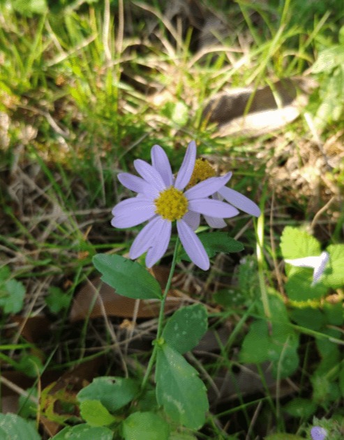 紫菀Aster tataricus L. f