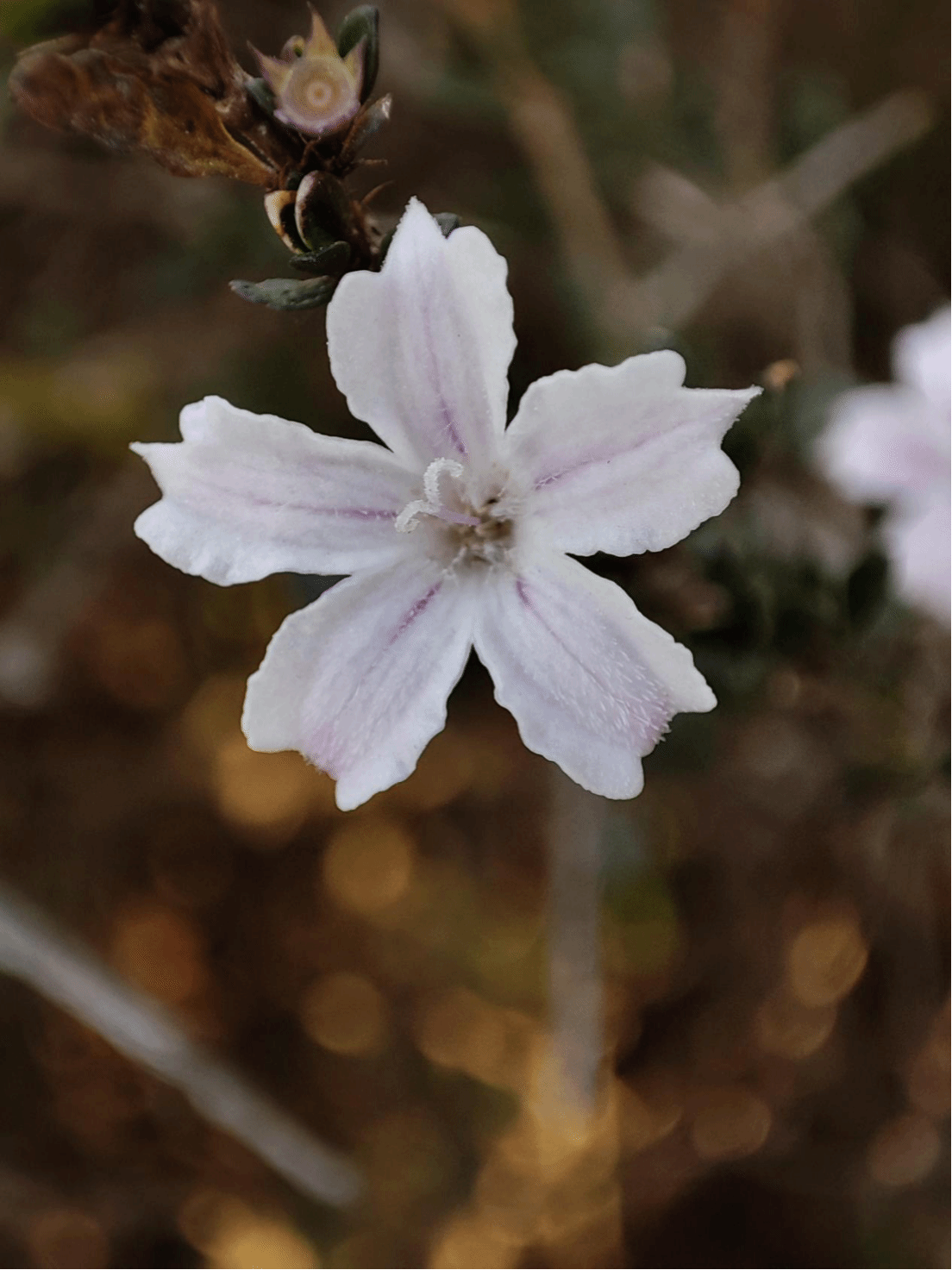 六月雪Serissa japonica (Thunb.) Thunb.
