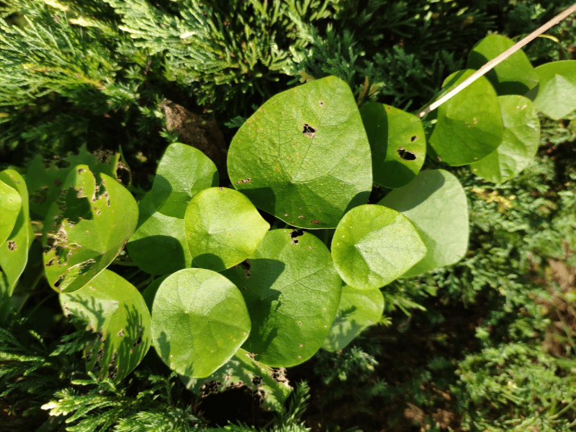 千金藤Stephania japonica (Thunb.) Miers
