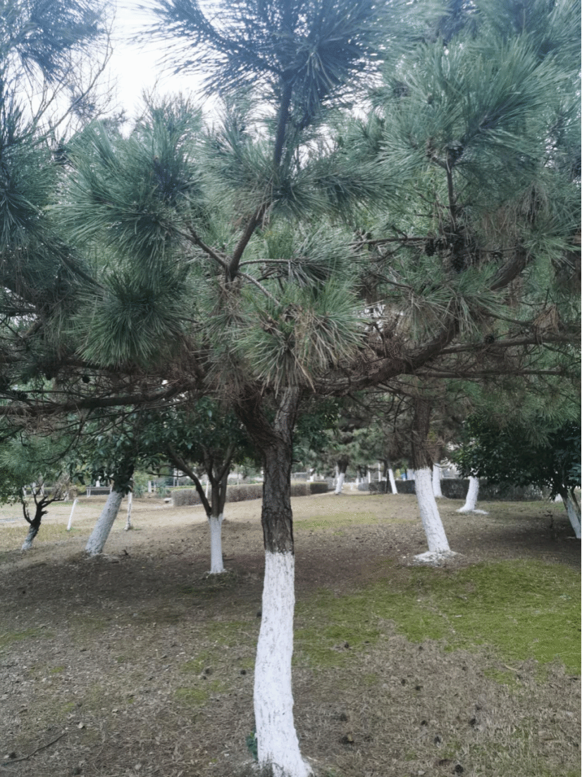 黑松Pinus thunbergii Parl