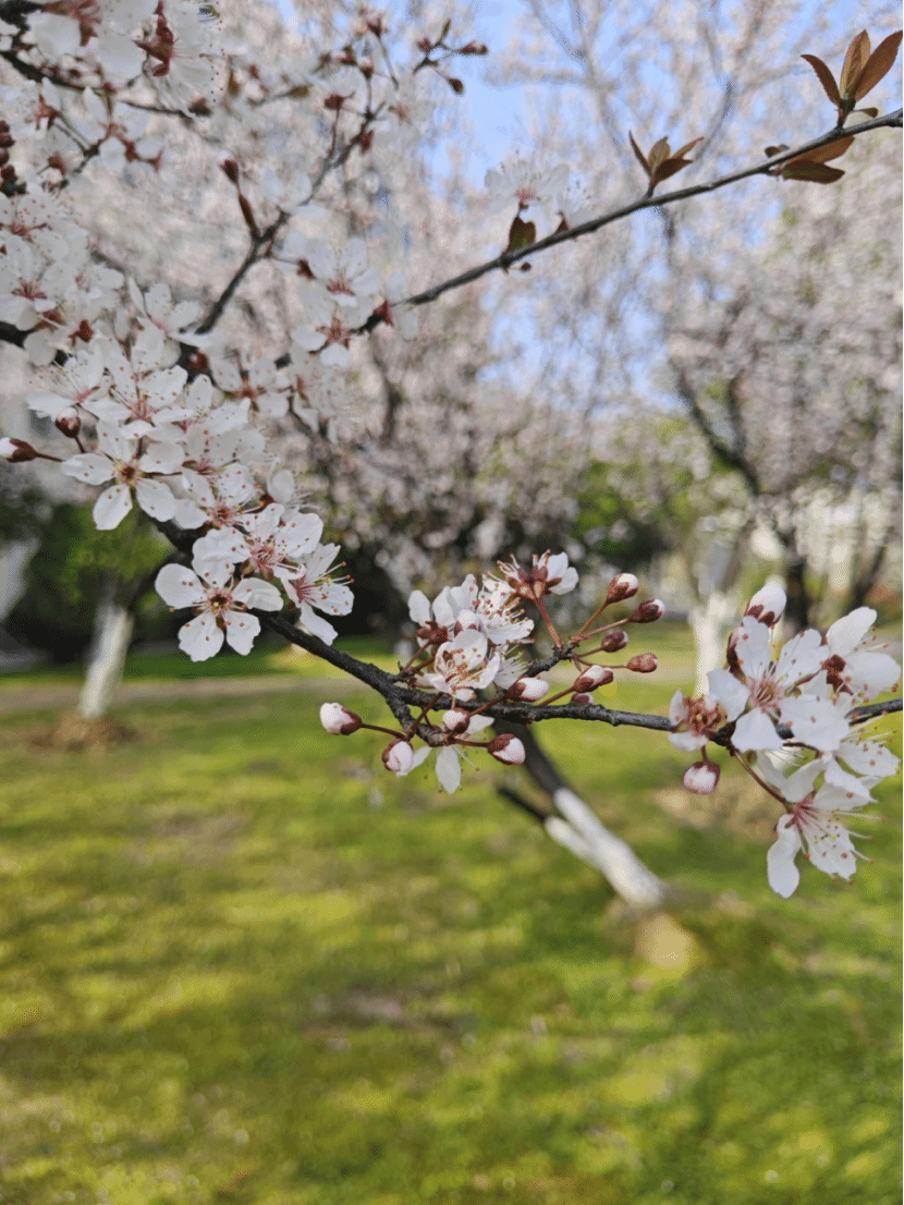 樱桃李Prunus cerasifera Ehrh.