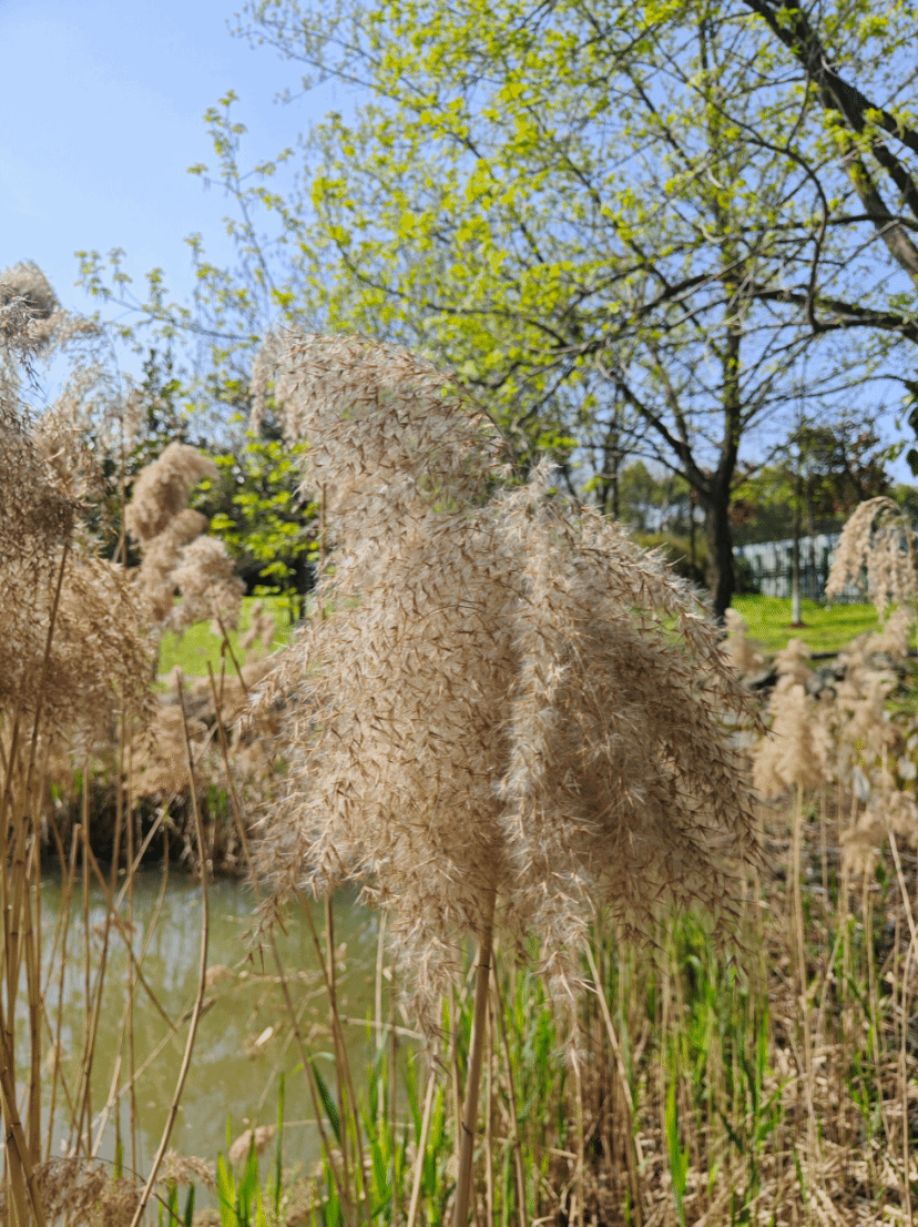 芦苇Phragmites australis (Cav.) Trin. ex Steud.