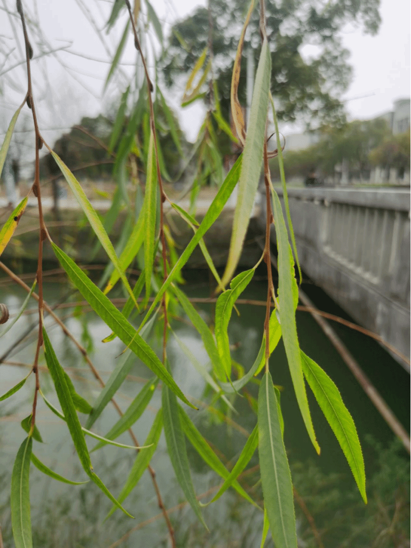 旱柳Salix matsudana Koidz.
