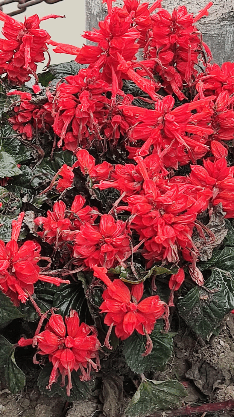 一串红Salvia splendens Ker Gawl