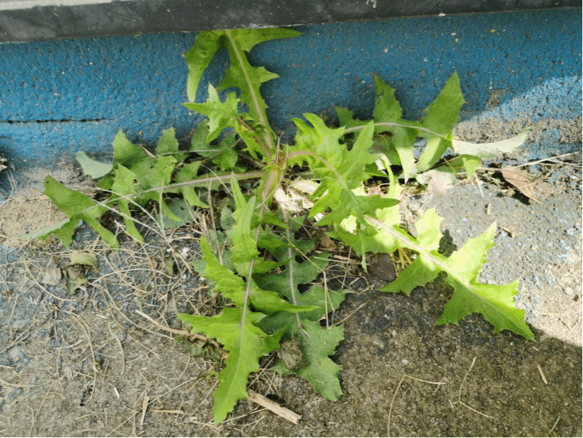 苦苣菜Sonchus oleraceus L