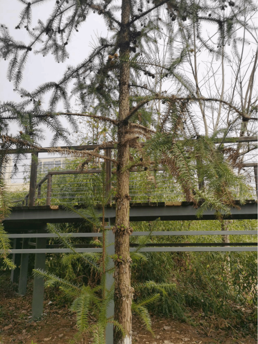 杉木Cunninghamia lanceolata (Lamb.) Hook