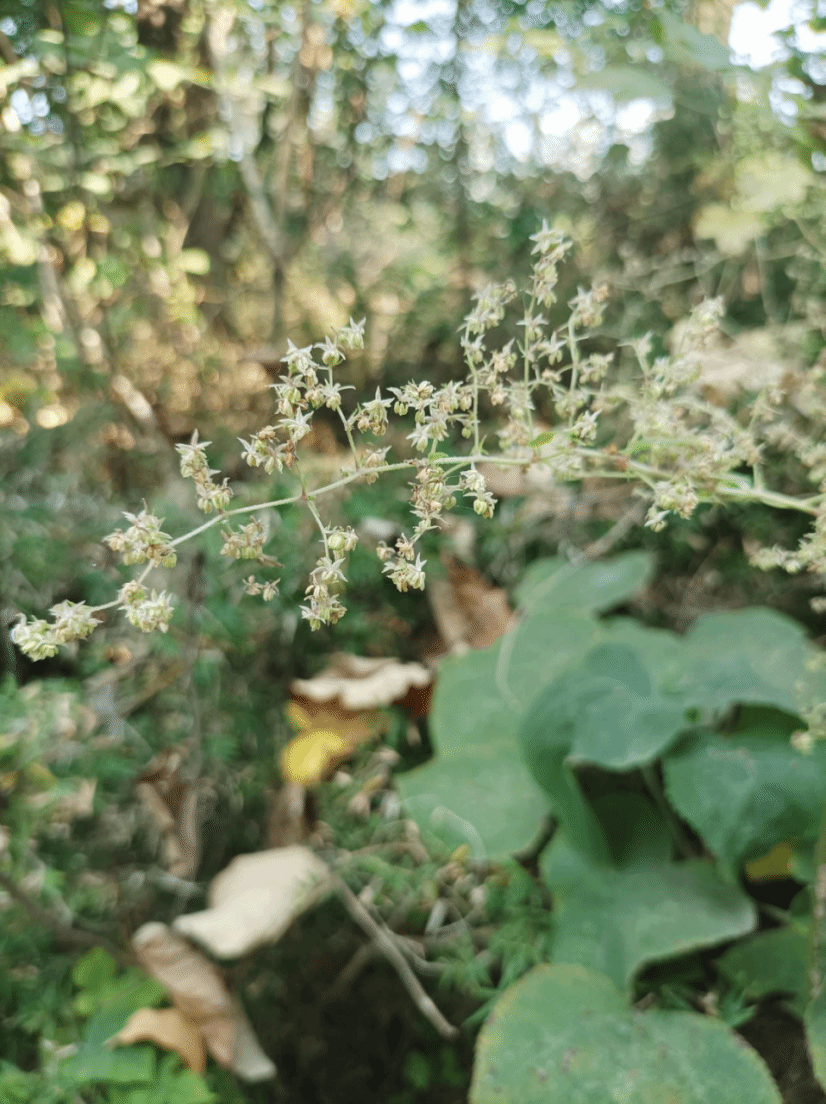 葎草Humulus scandens (Lour.) Merr.