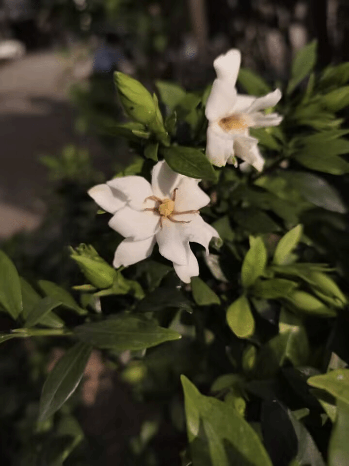 栀子Gardenia jasminoides J. Ellis