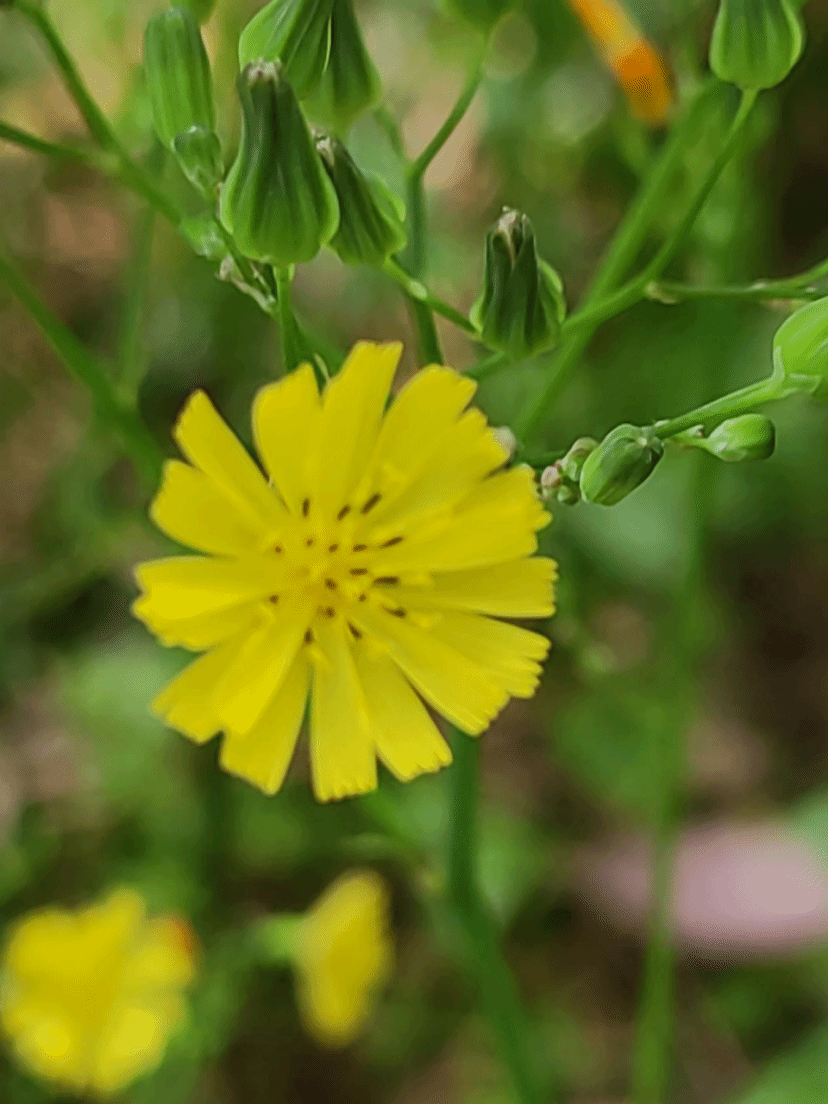 黄鹌菜Youngia japonica (L.) DC