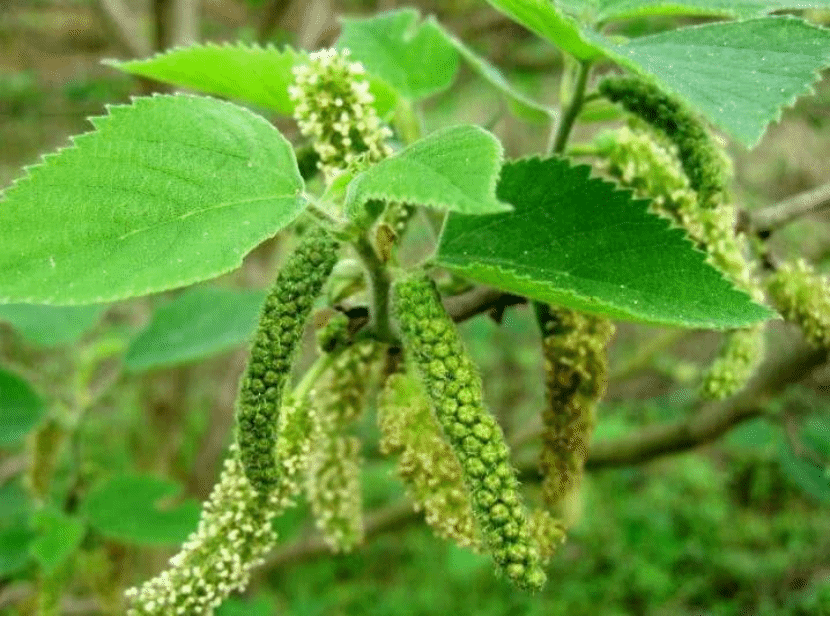 构Broussonetia papyrifera (L.) L'Hér. ex Vent.