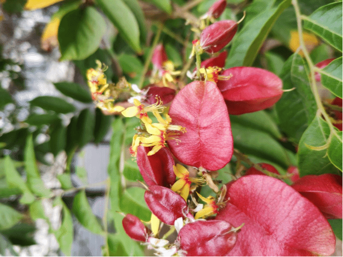 栾Koelreuteria paniculata Laxm.