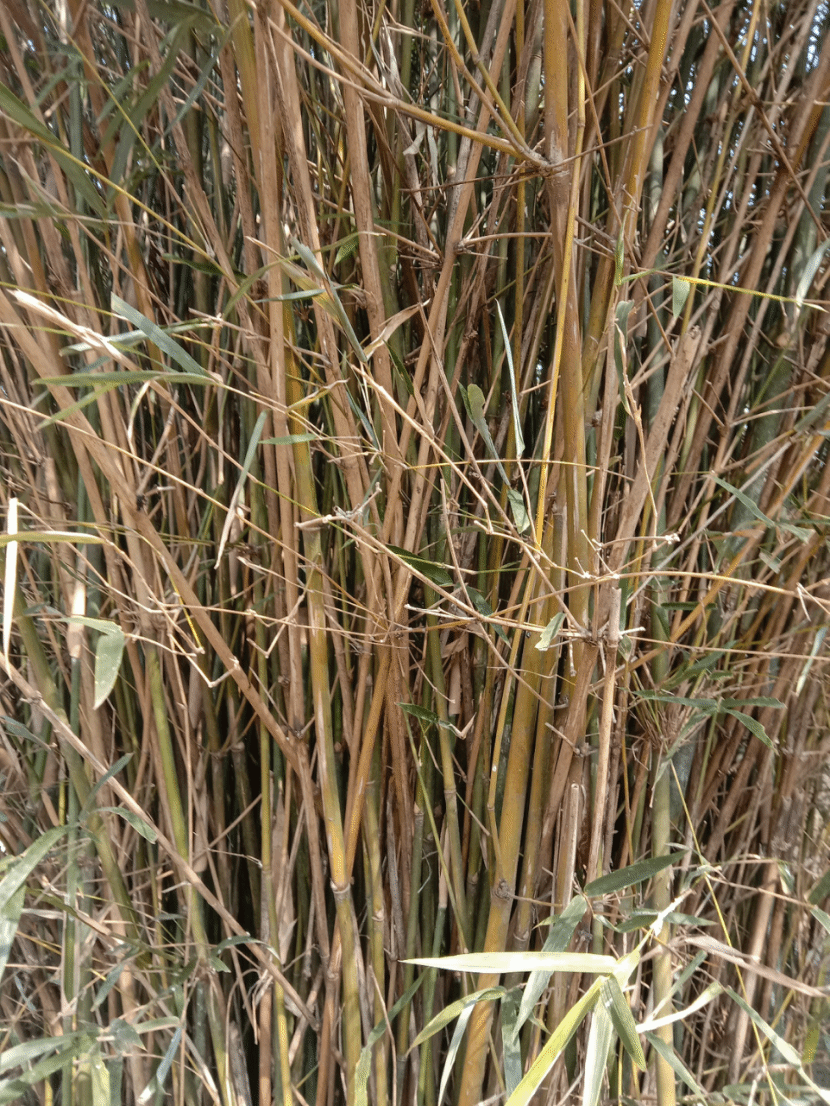 金竹Phyllostachys sulphurea (Carrière) Riviere & C. Rivière