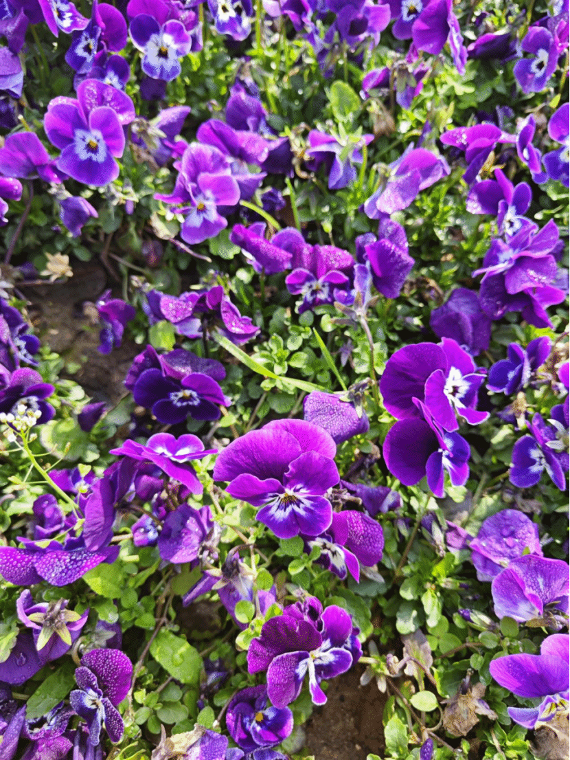 三色堇Viola tricolor L.
