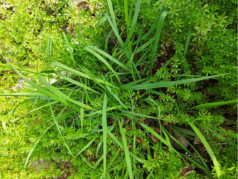 牛筋草Eleusine indica (L.) Gaertn.