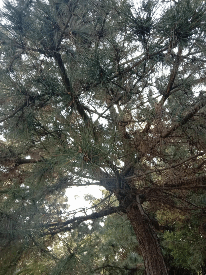 油松Pinus tabuliformis Carrière