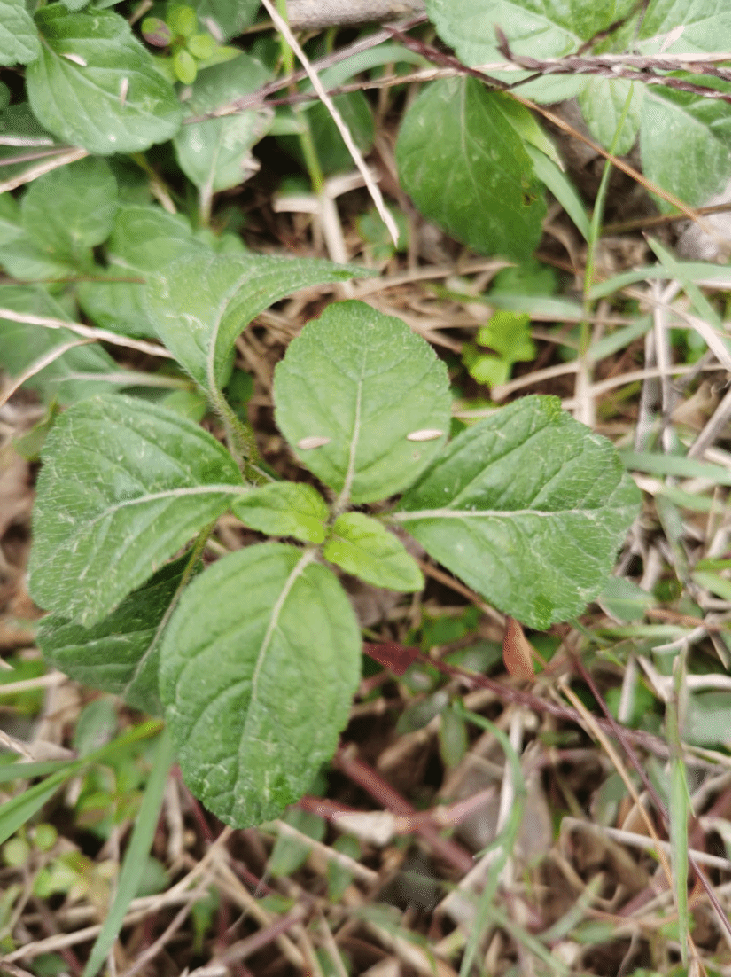 风轮菜Clinopodium chinense (Benth.) Kuntze
