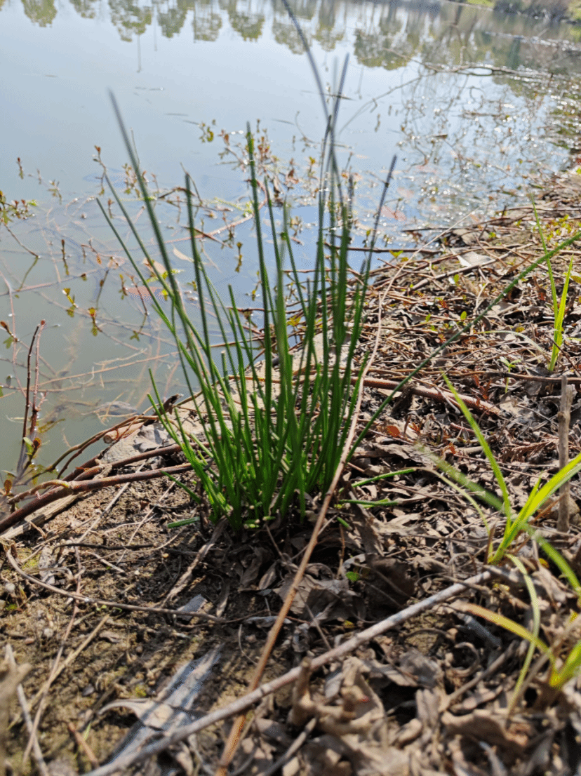 灯芯草Juncus effusus L.