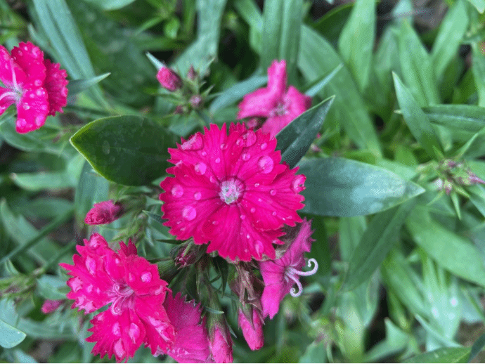 石竹Dianthus chinensis L.
