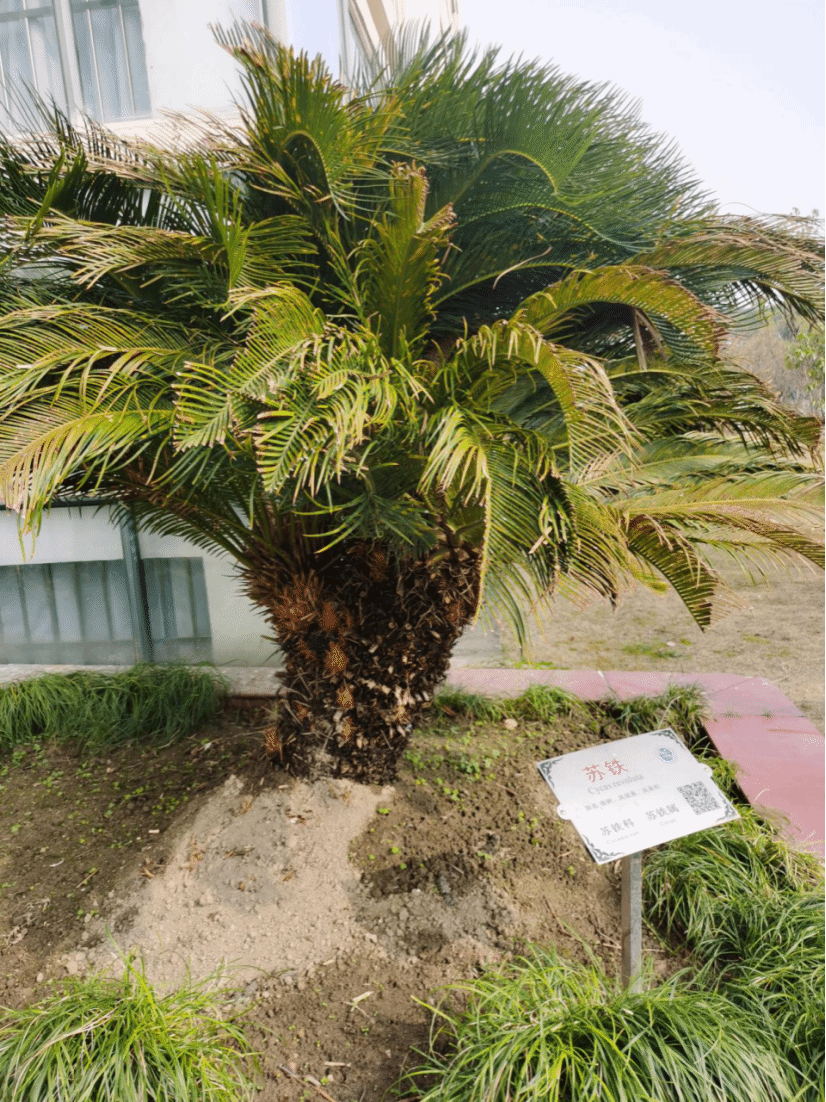 苏铁Cycas revoluta Thunb