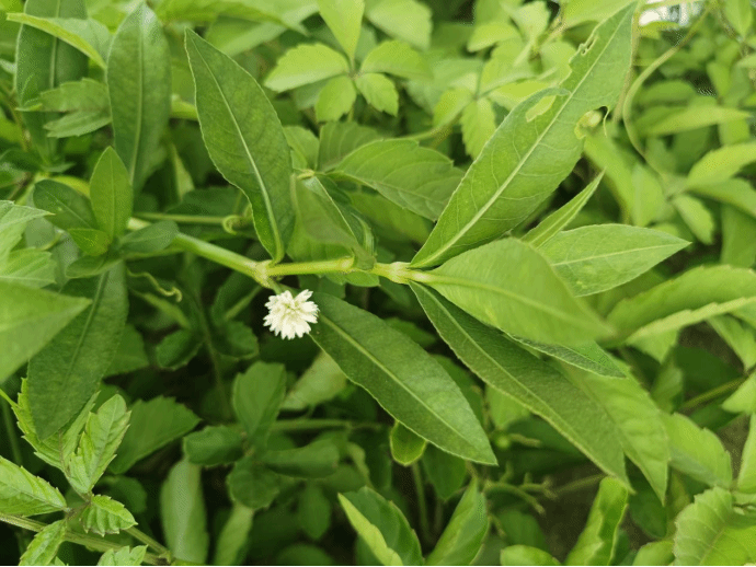 莲子草Alternanthera sessilis (L.) R. Br. ex DC.