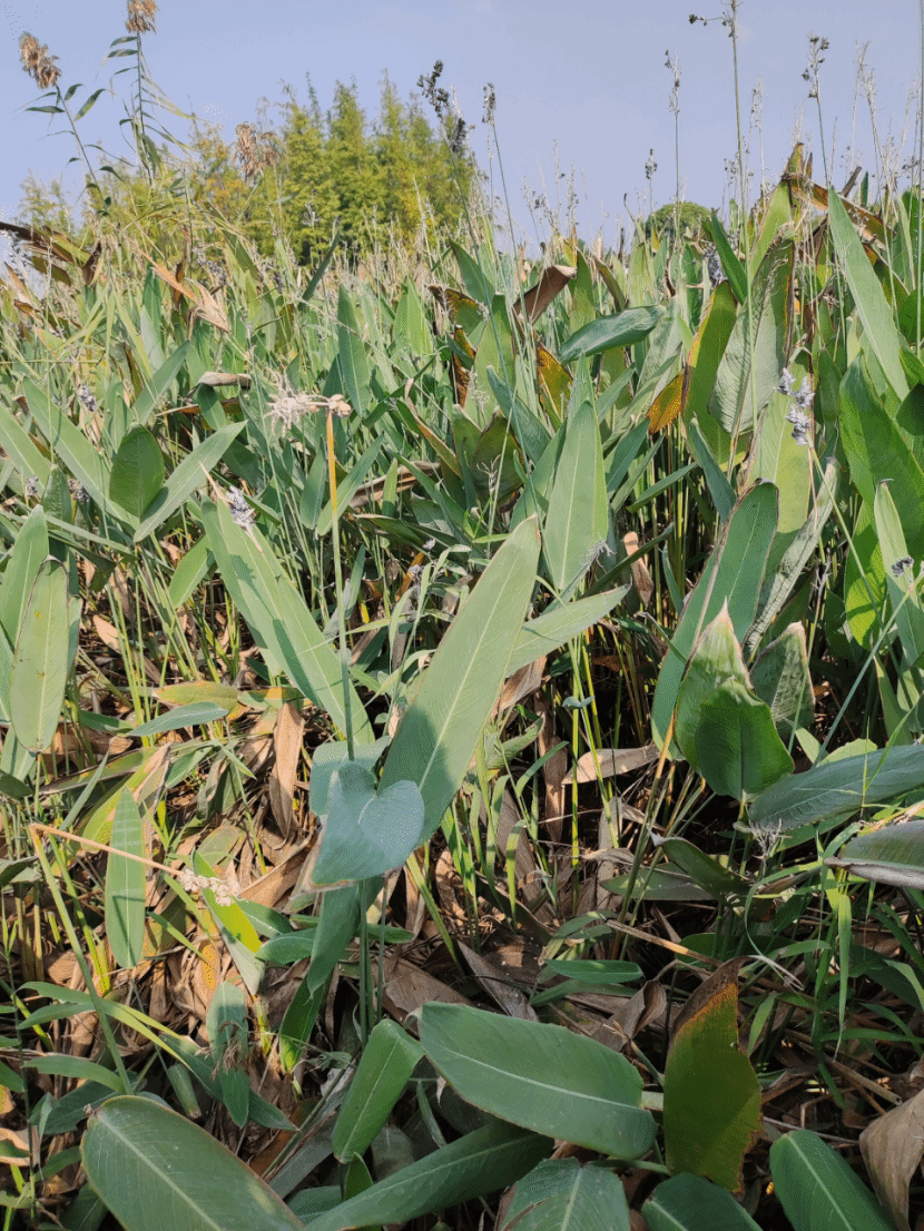 水竹芋Thalia dealbata Fraser