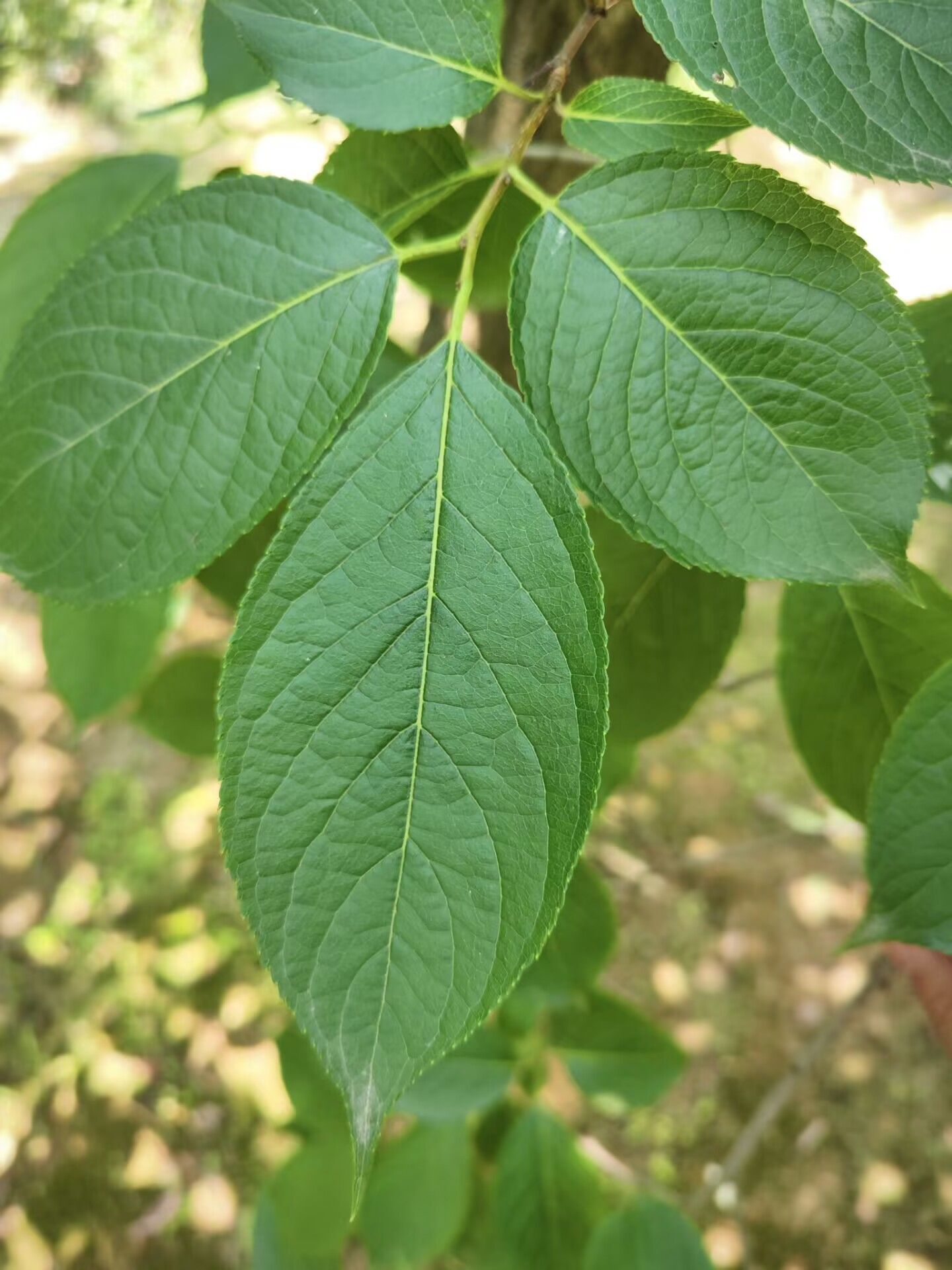 杜仲Eucommia ulmoides Oliv.