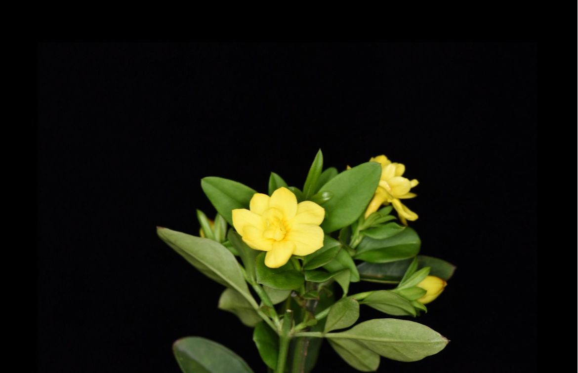 迎春花Jasminum nudiflorum