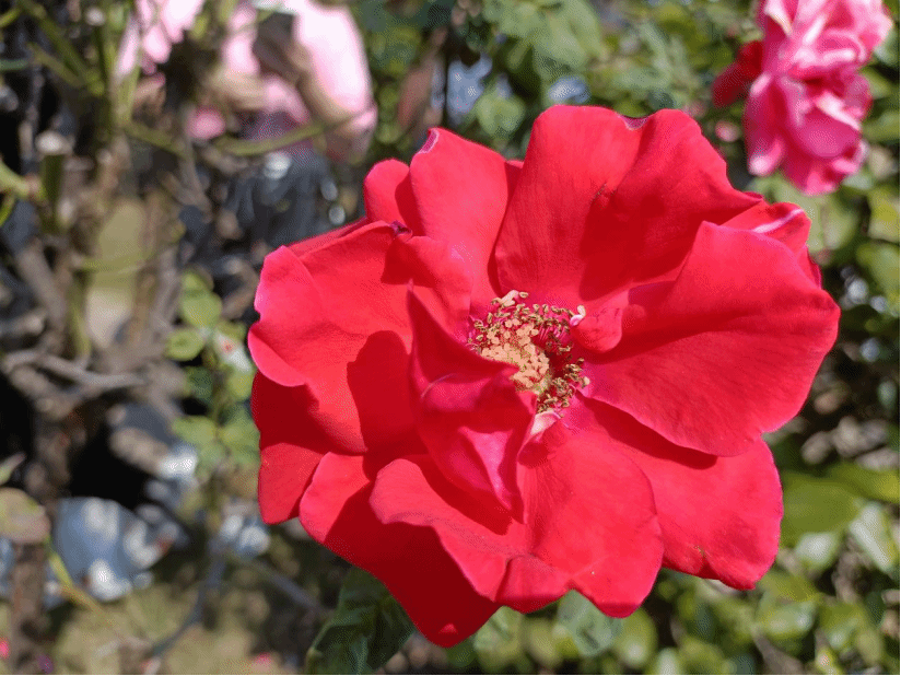 月季花Rosa chinensis Jacq.